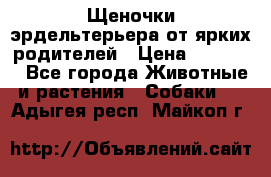 Щеночки эрдельтерьера от ярких родителей › Цена ­ 25 000 - Все города Животные и растения » Собаки   . Адыгея респ.,Майкоп г.